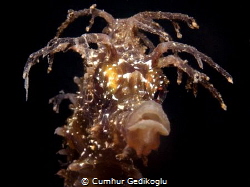 Hippocampus guttulatus
Speckled Seahorse
Reggae style by Cumhur Gedikoglu 